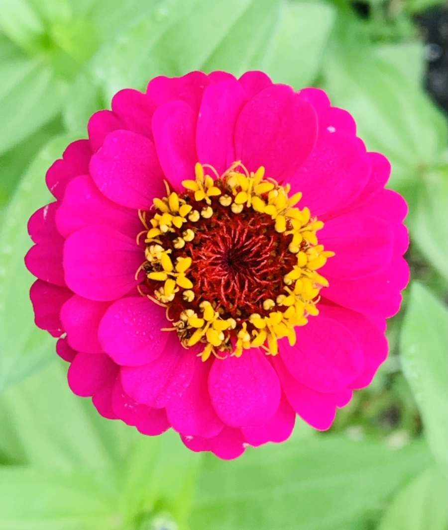 IMG_0987.jpg?type=w966