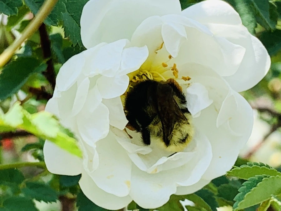 IMG_4349.jpg?type=w966