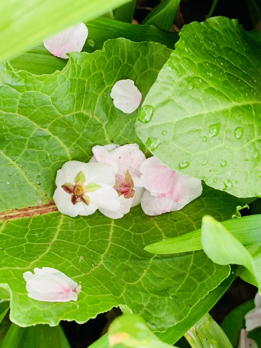 IMG_1339.jpg?type=w966