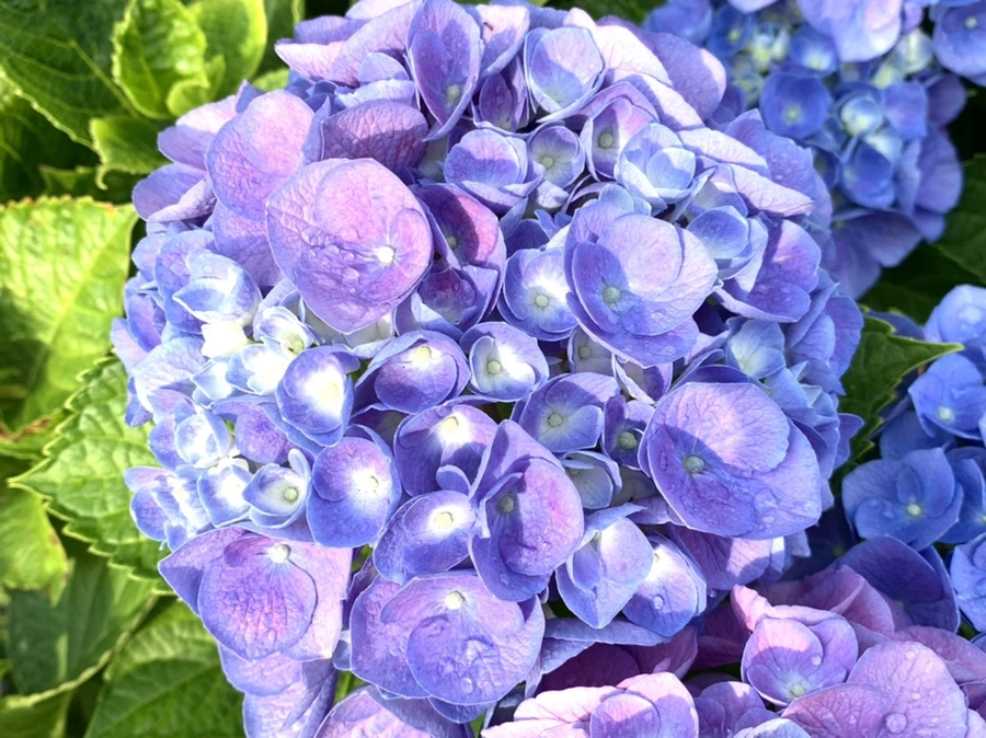 IMG_5978.jpg?type=w966