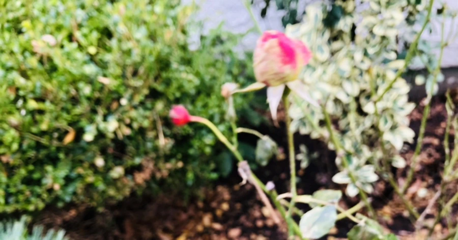 IMG_8612.jpg?type=w966