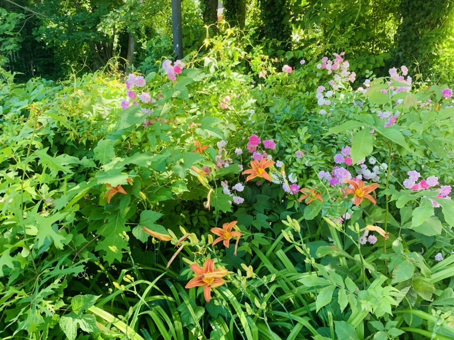 IMG_4008.jpg?type=w966