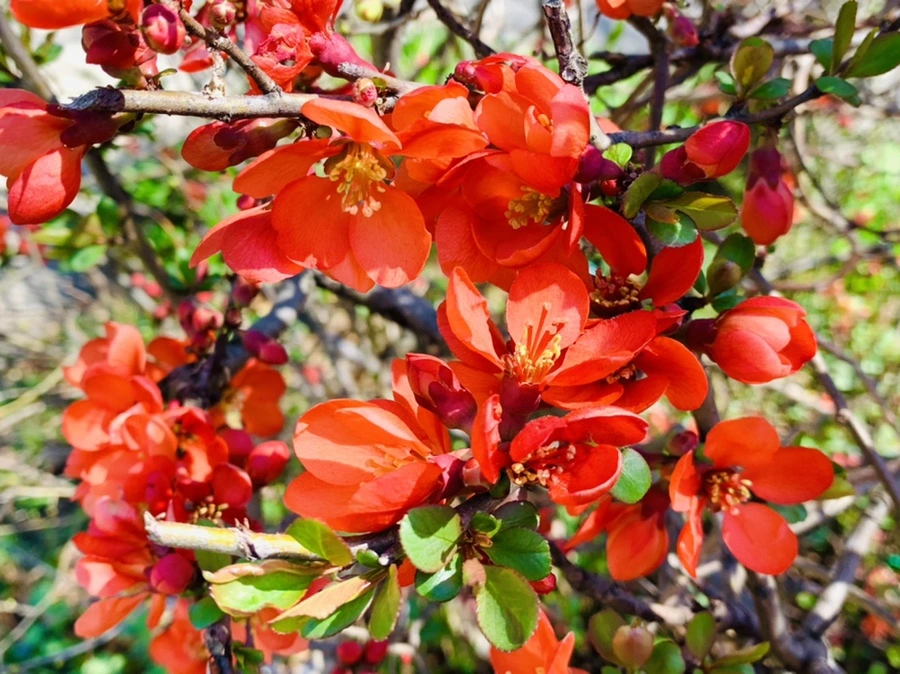 IMG_8501.jpg?type=w966