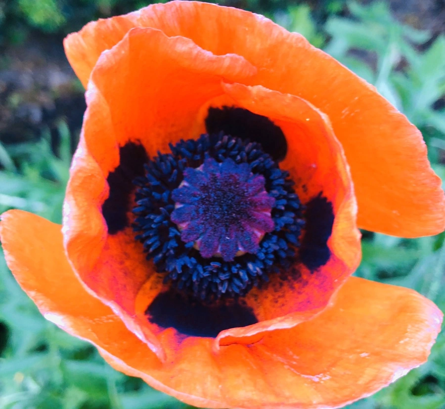 IMG_8619.jpg?type=w966