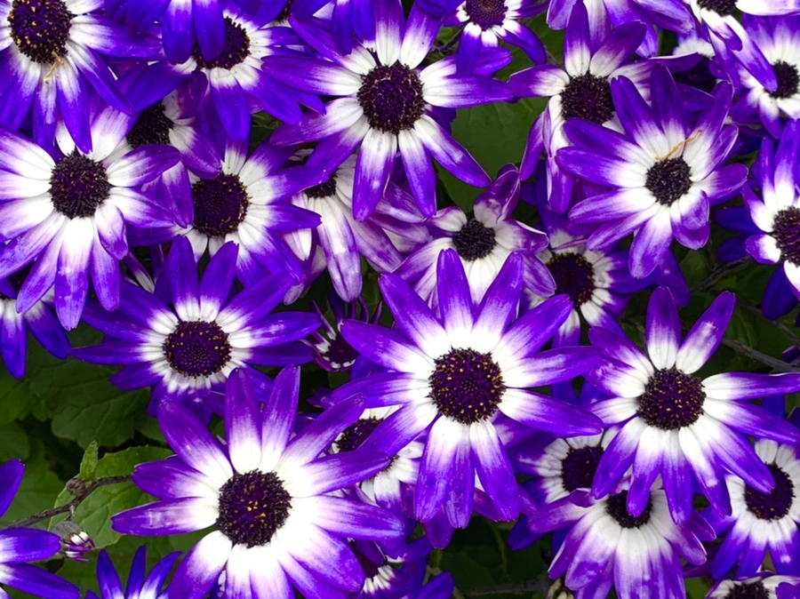 IMG_8927.jpg?type=w966