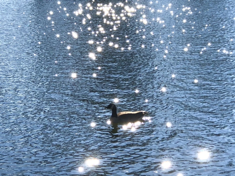 IMG_0213.jpg?type=w966