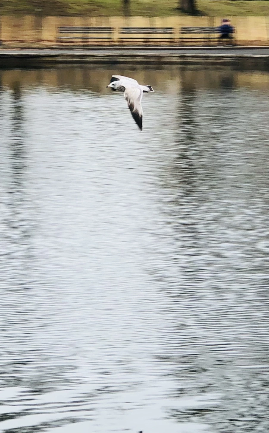 IMG_8636.jpg?type=w966