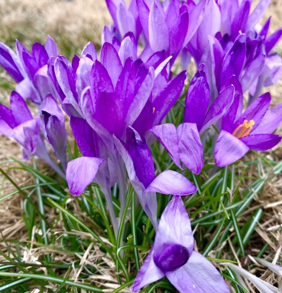 IMG_1084.jpg?type=w966