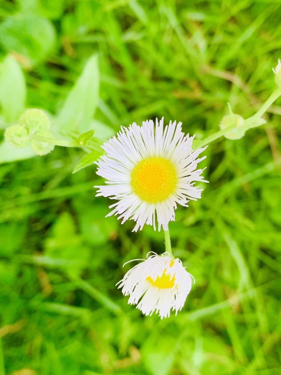 IMG_3431.jpg?type=w966