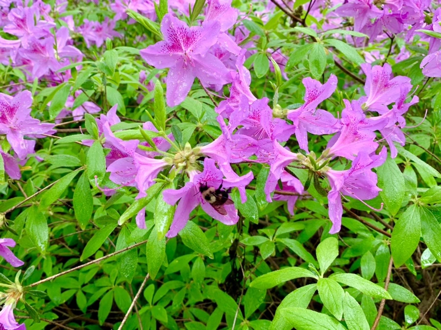 IMG_9929.jpg?type=w966