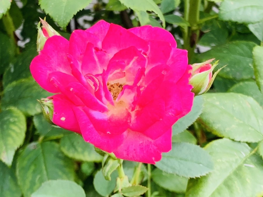 IMG_8746.jpg?type=w966