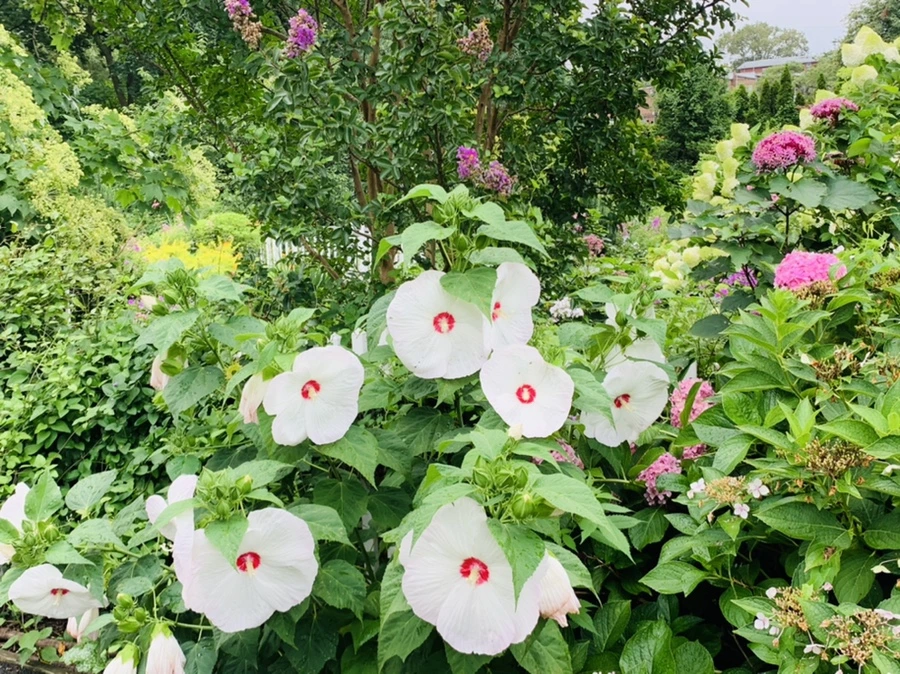 IMG_1037.jpg?type=w966