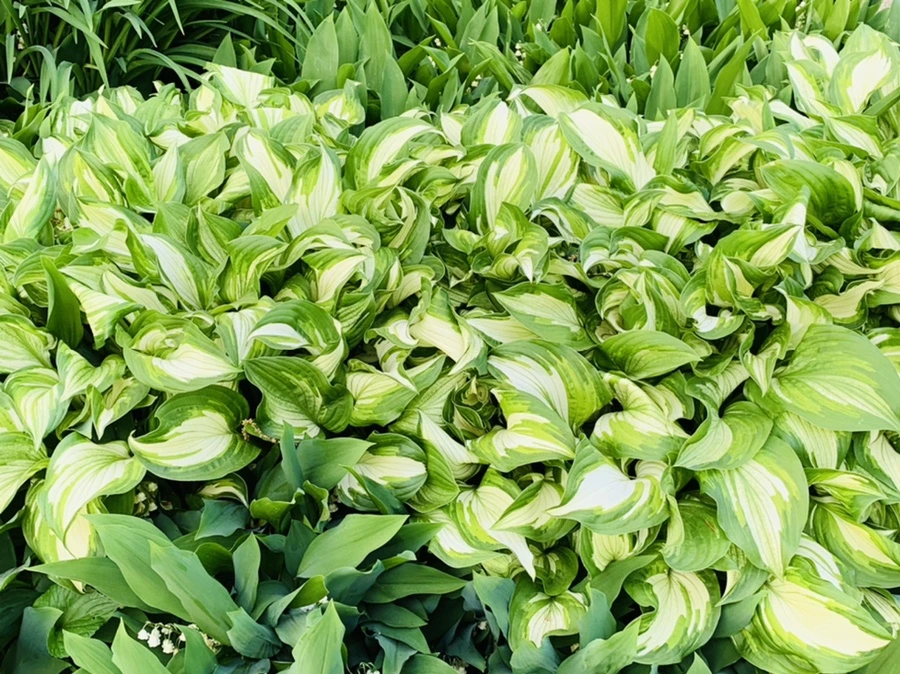 IMG_4574.jpg?type=w966