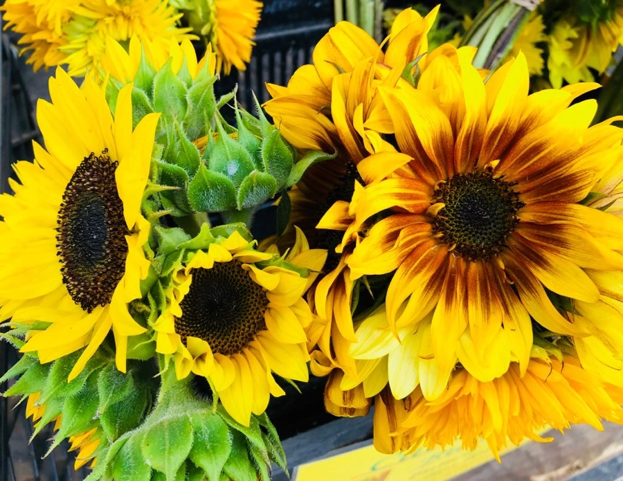 IMG_4414.jpg?type=w966