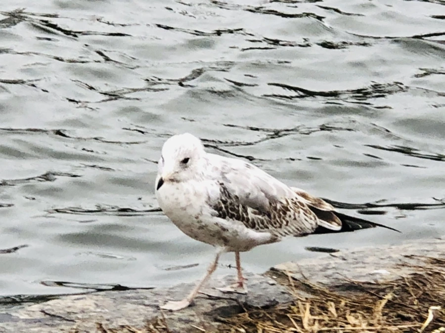 IMG_8122.jpg?type=w966