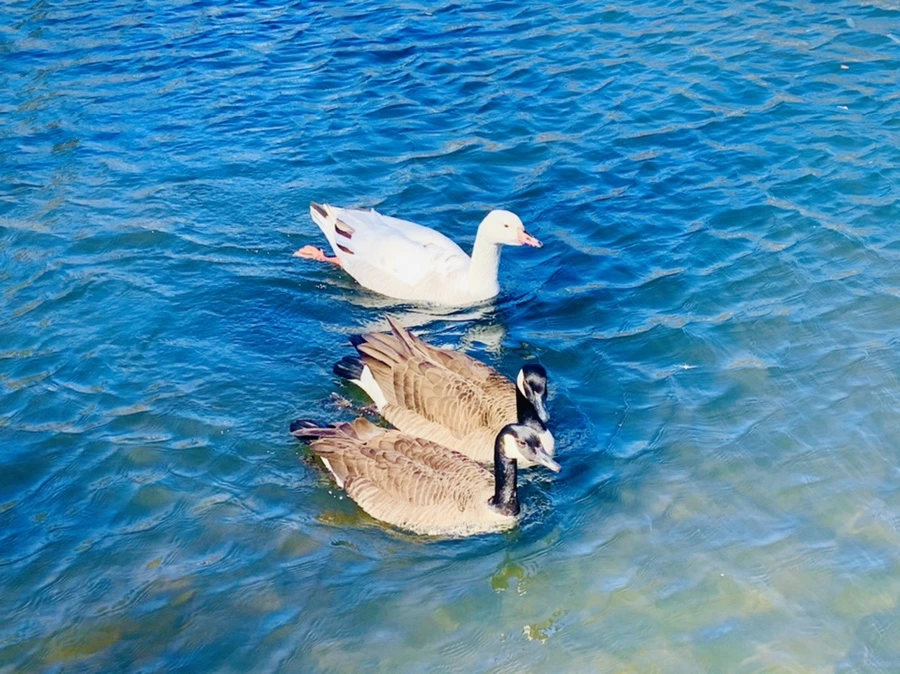 IMG_6785.jpg?type=w966