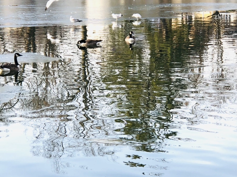 IMG_2662.jpg?type=w966