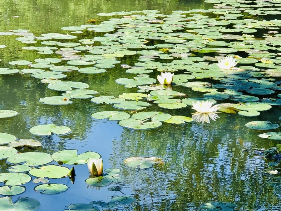 IMG_9726.jpg?type=w966