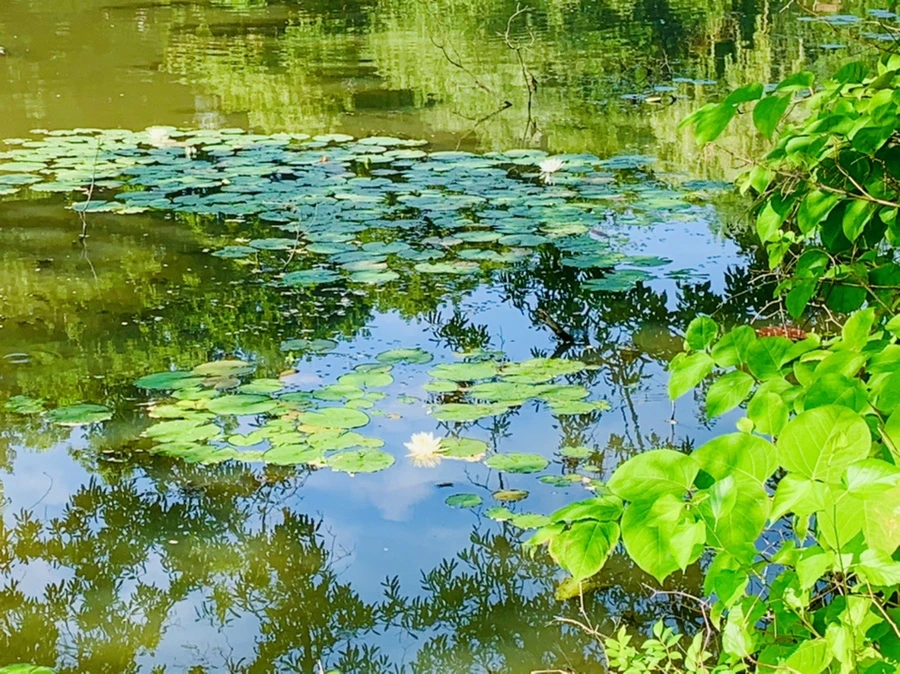 IMG_1265.jpg?type=w966