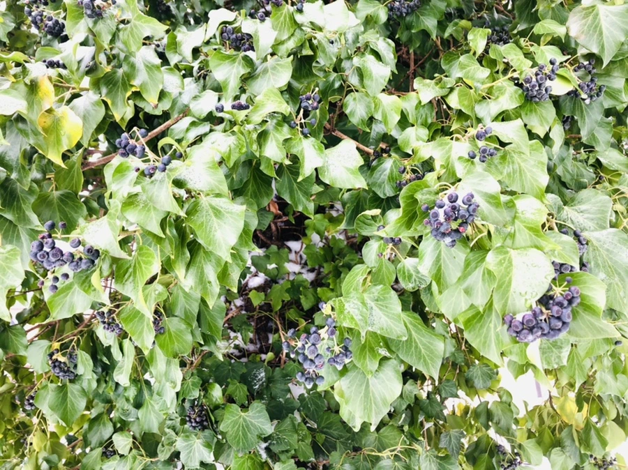 IMG_9037.jpg?type=w966