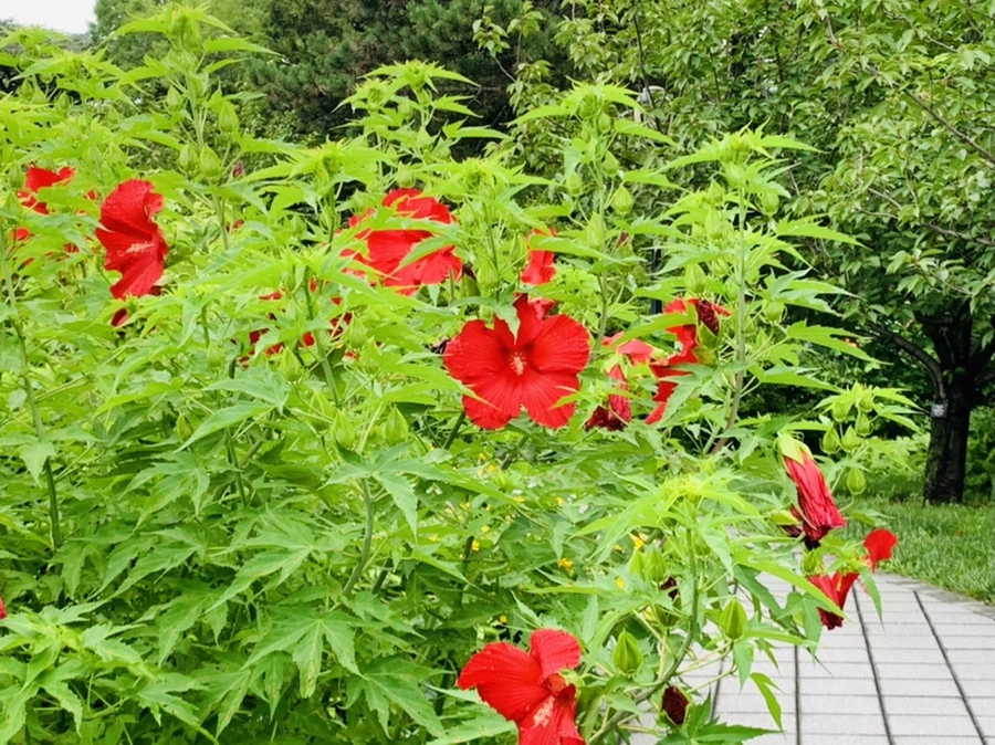 IMG_1128.jpg?type=w966