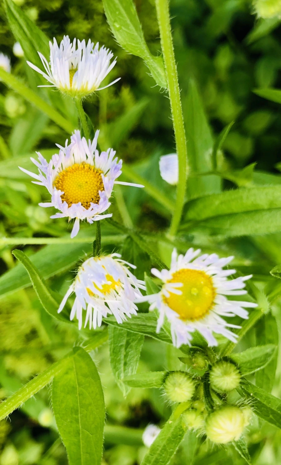 IMG_8207.jpg?type=w966