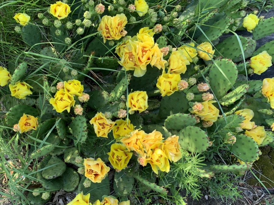 IMG_4702.jpg?type=w966