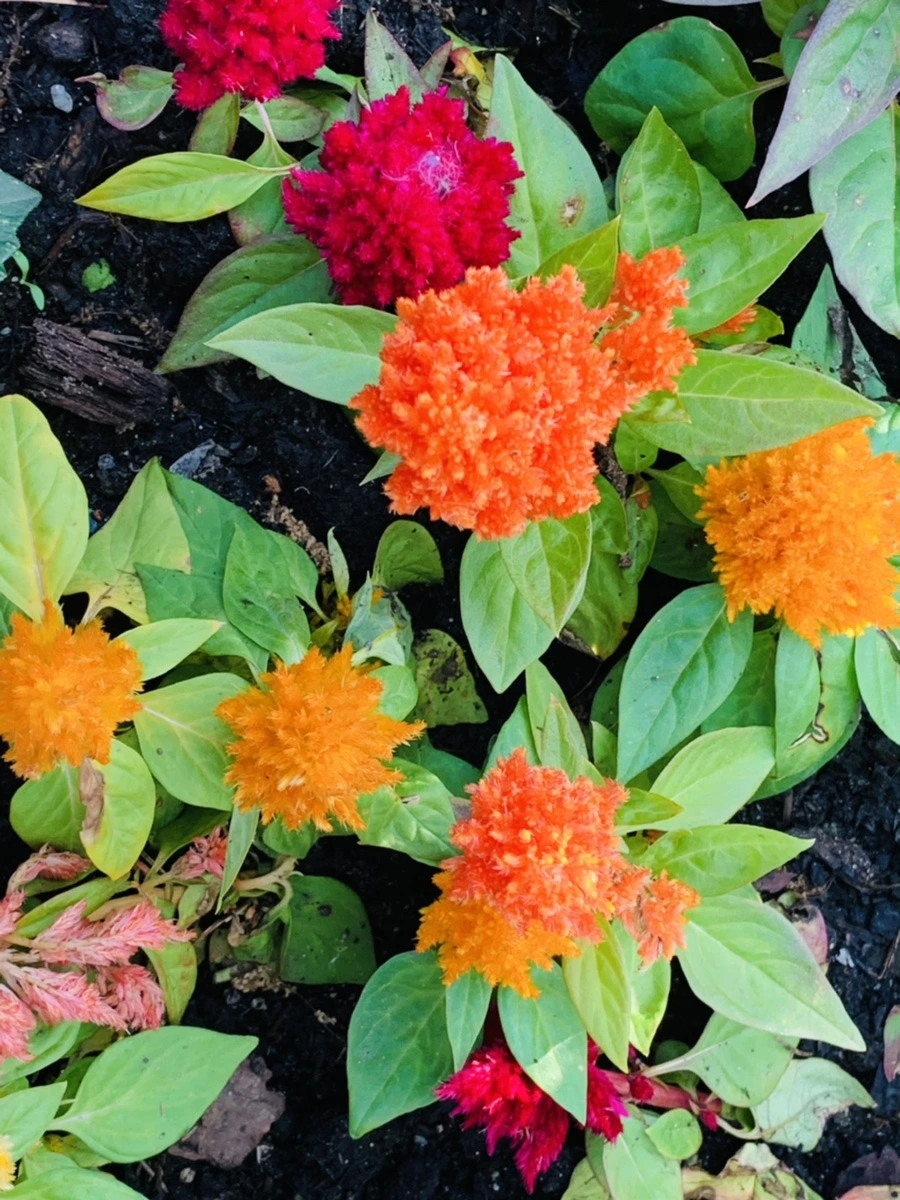 IMG_4519.jpg?type=w966