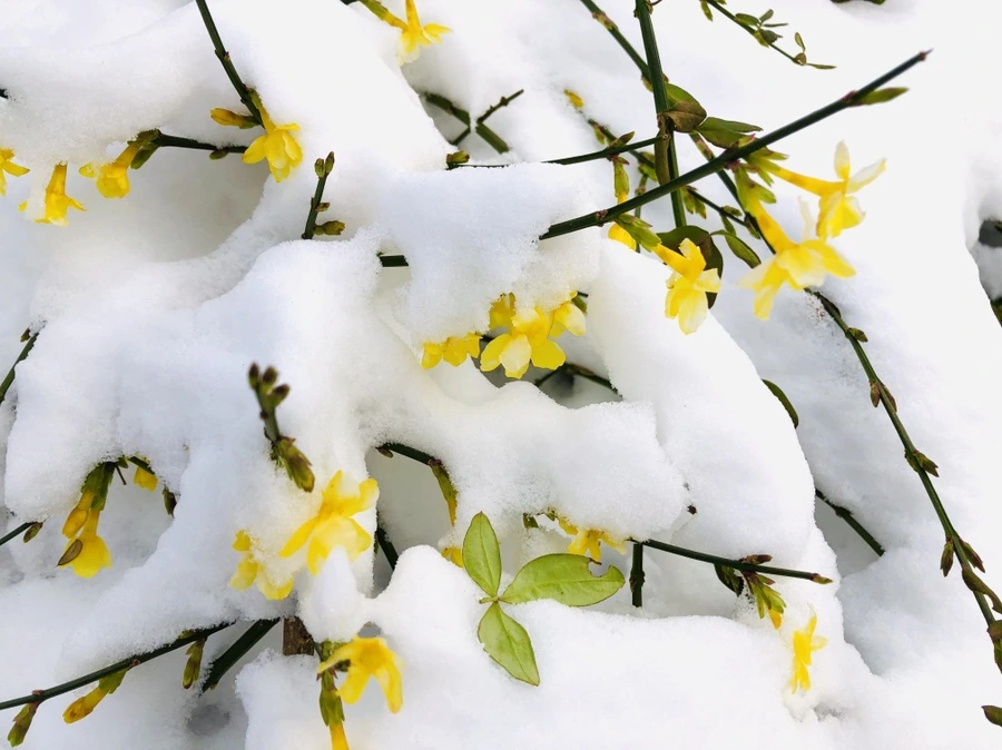 IMG_7385.jpg?type=w966