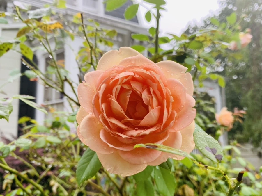 IMG_3736.jpg?type=w966