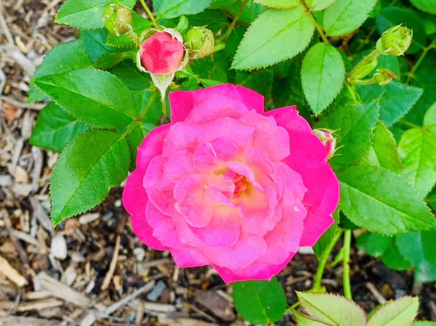 IMG_2680.jpg?type=w966