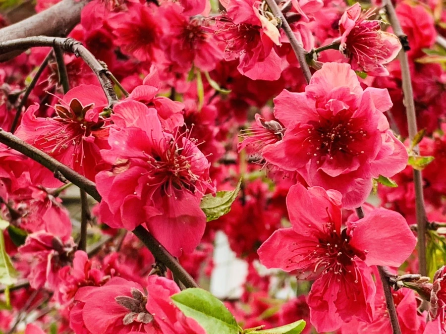 IMG_7977.jpg?type=w966