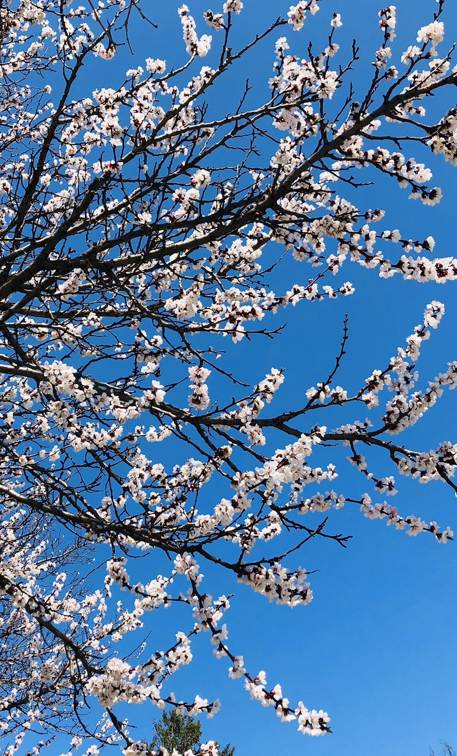 IMG_2310.jpg?type=w966