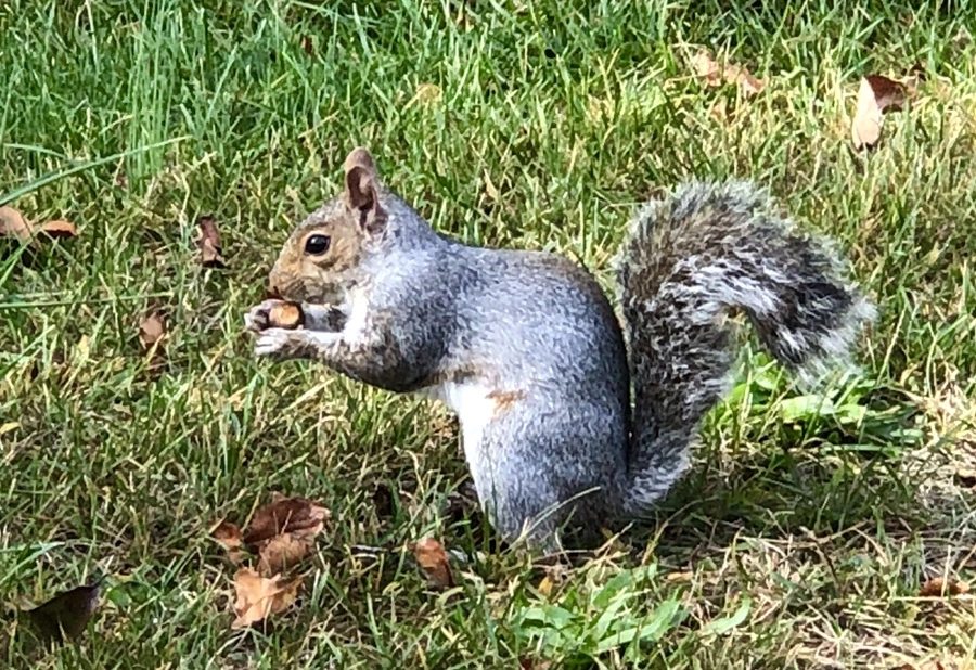 IMG_2172.jpg?type=w966