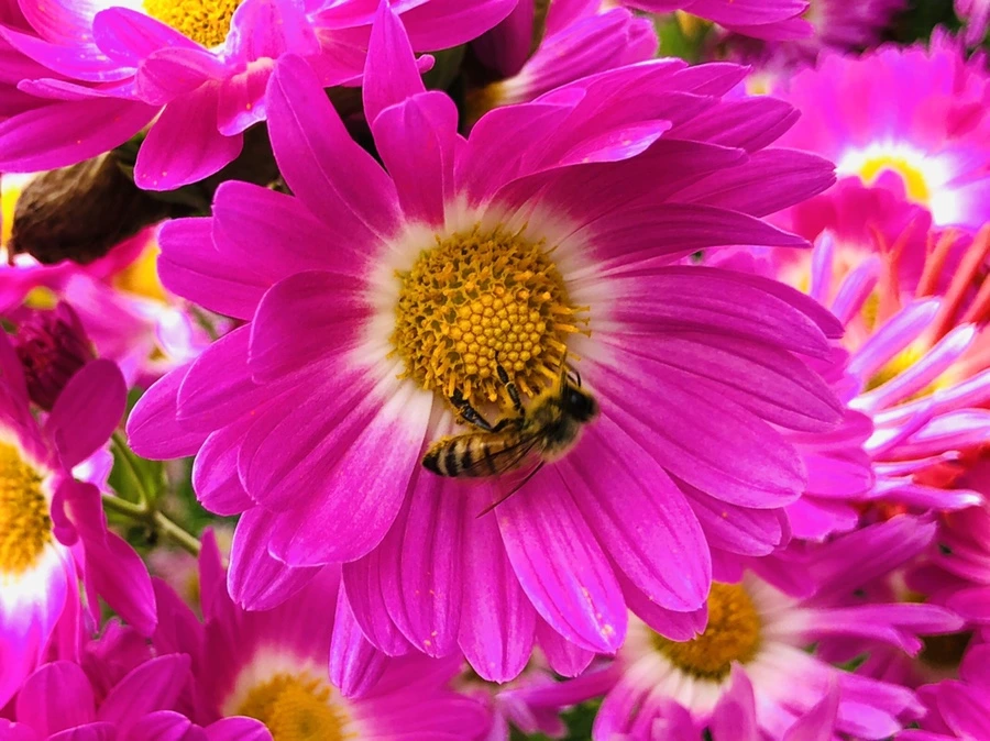 IMG_2736.jpg?type=w966