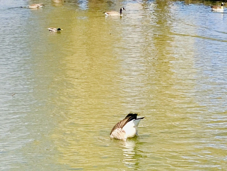 IMG_3069.jpg?type=w966