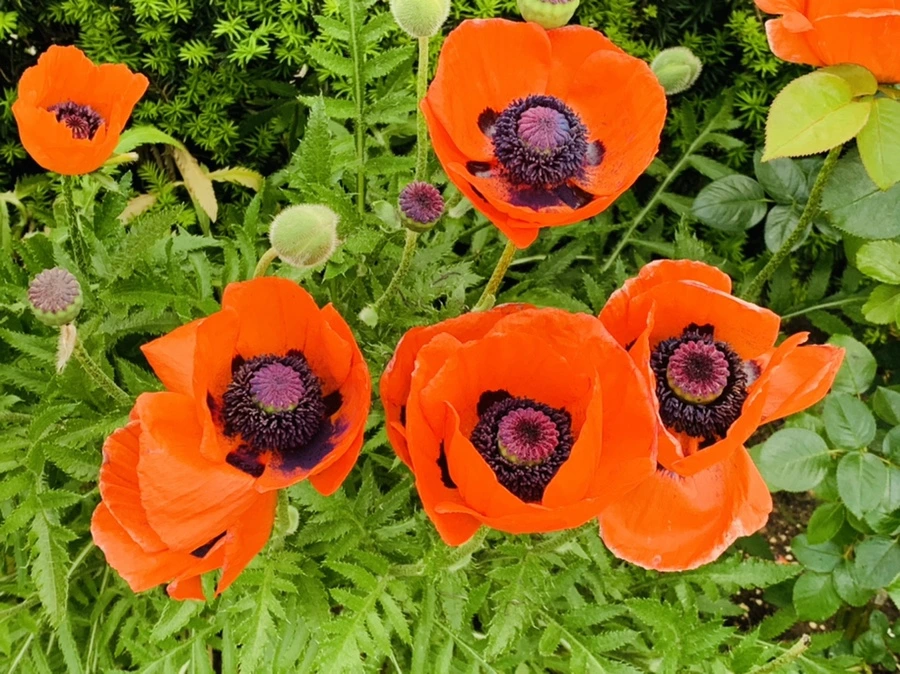 IMG_4911.jpg?type=w966