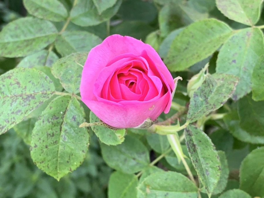 IMG_3567.jpg?type=w966