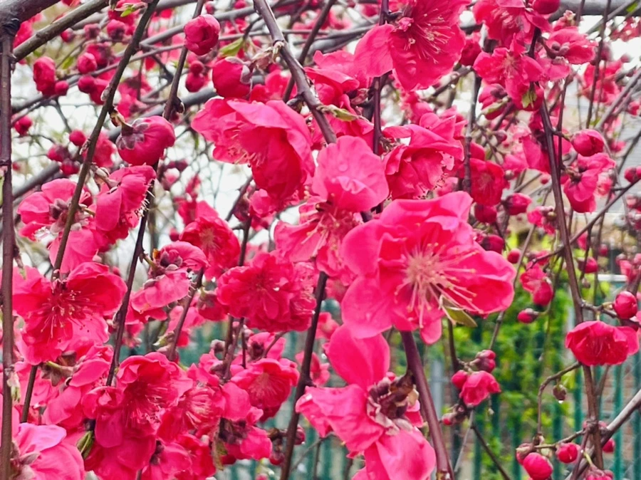 IMG_1265.jpg?type=w966