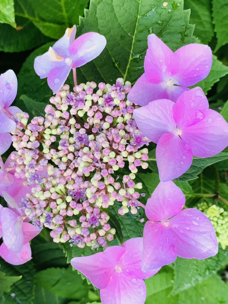 IMG_6011.jpg?type=w966