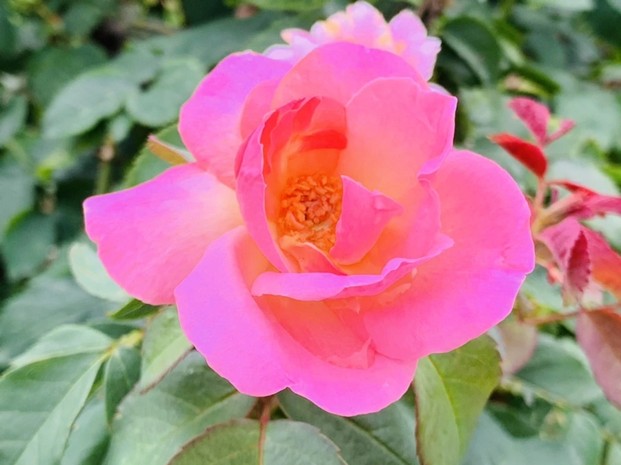 IMG_8722.jpg?type=w966