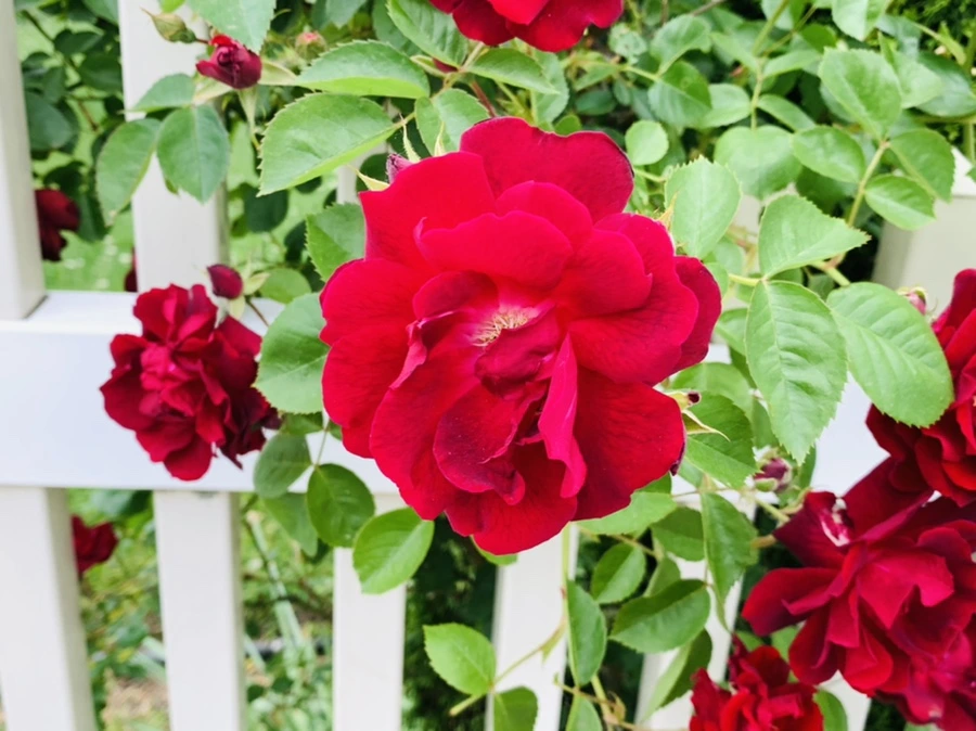 IMG_6113.jpg?type=w966