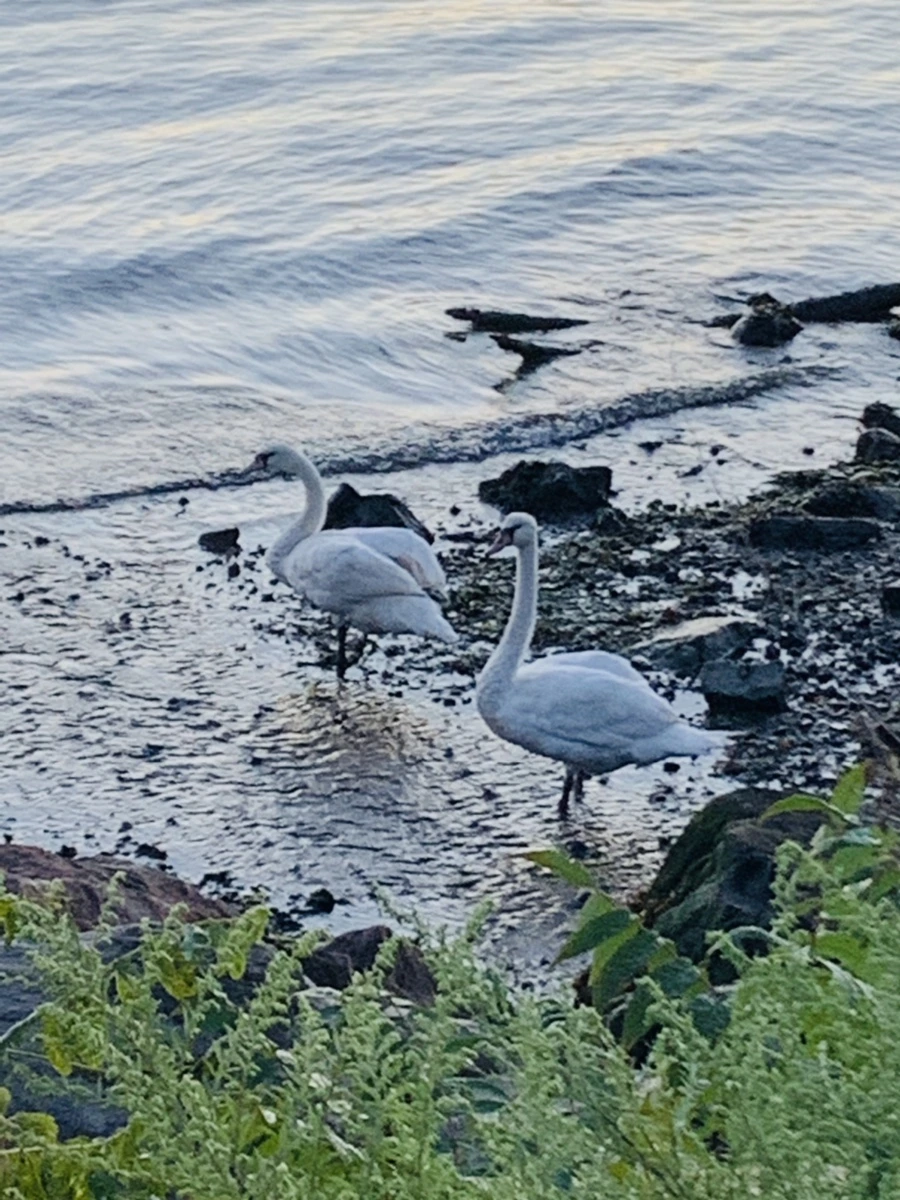 IMG_9467.jpg?type=w966