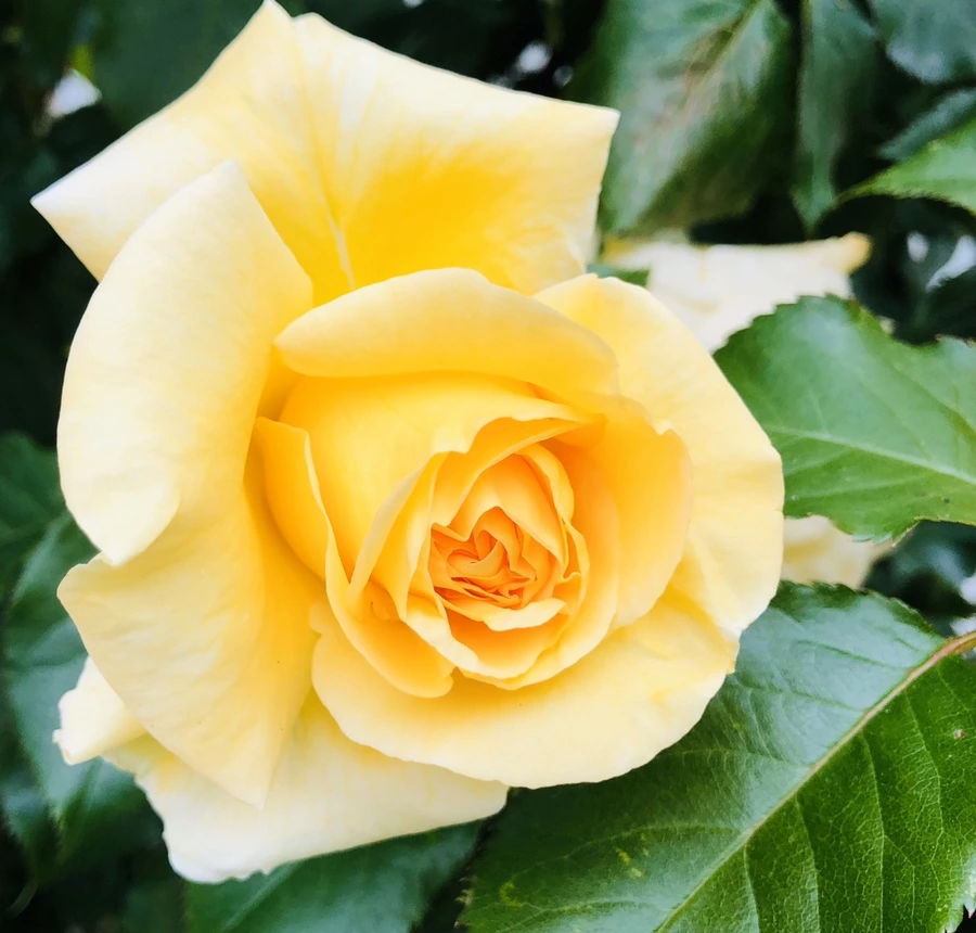 IMG_7937.jpg?type=w966