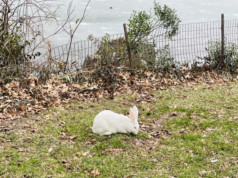 IMG_0629.jpg?type=w966