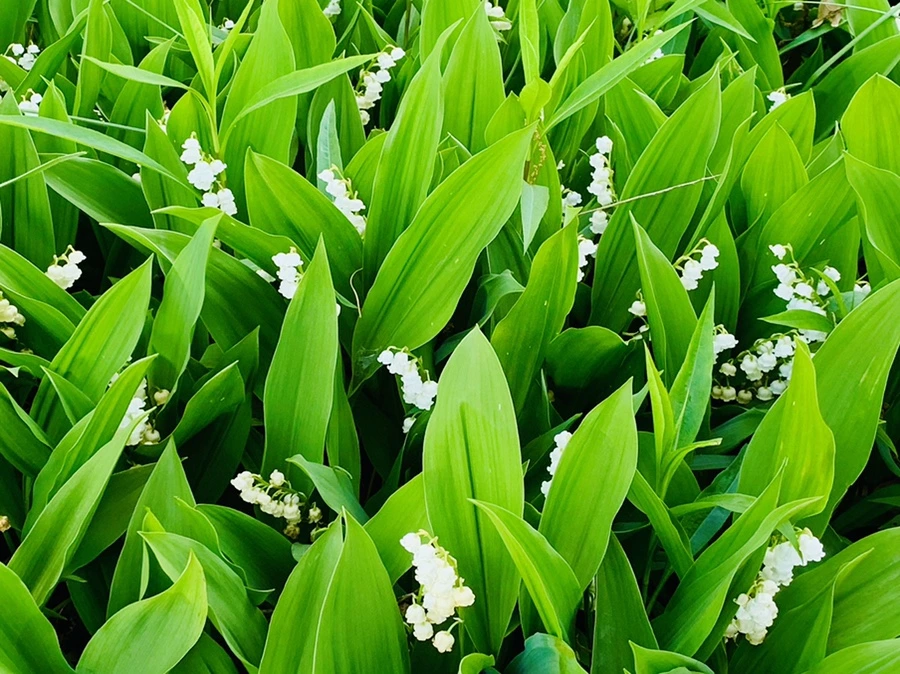 IMG_2146.jpg?type=w966