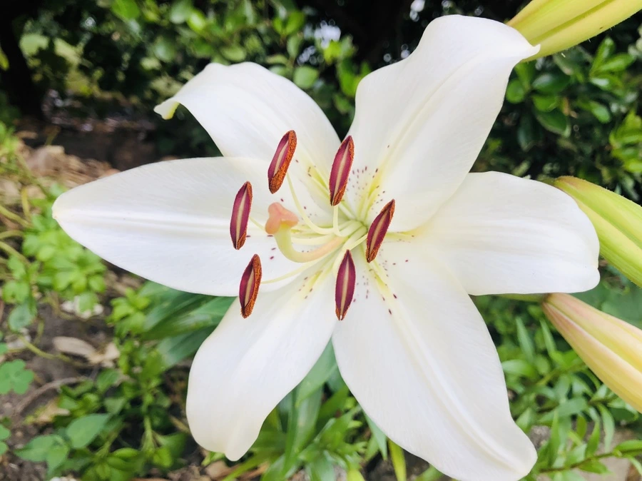 IMG_9785.jpg?type=w966