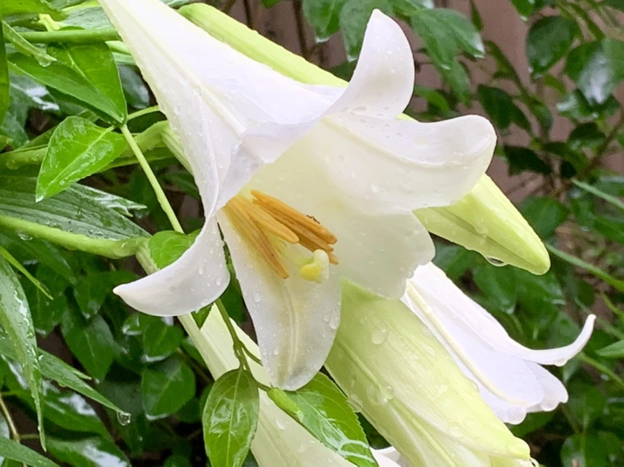 IMG_0112.jpg?type=w966