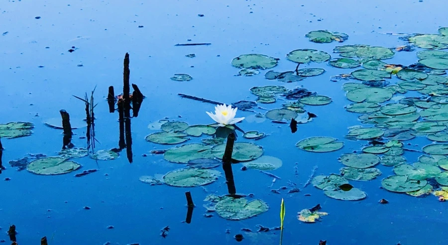 IMG_3769.jpg?type=w966