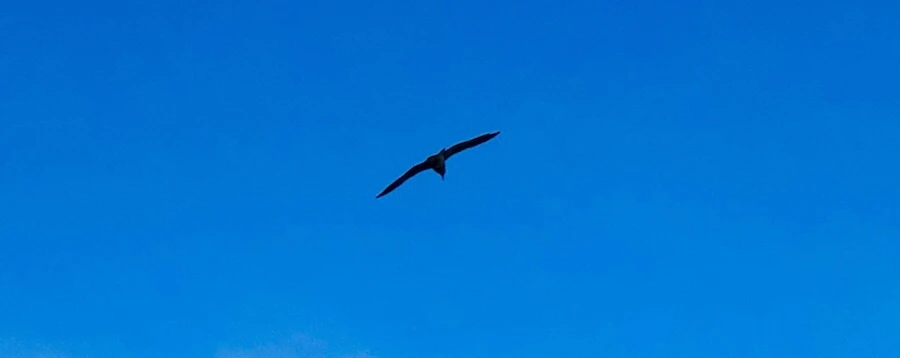 IMG_0774.jpg?type=w966